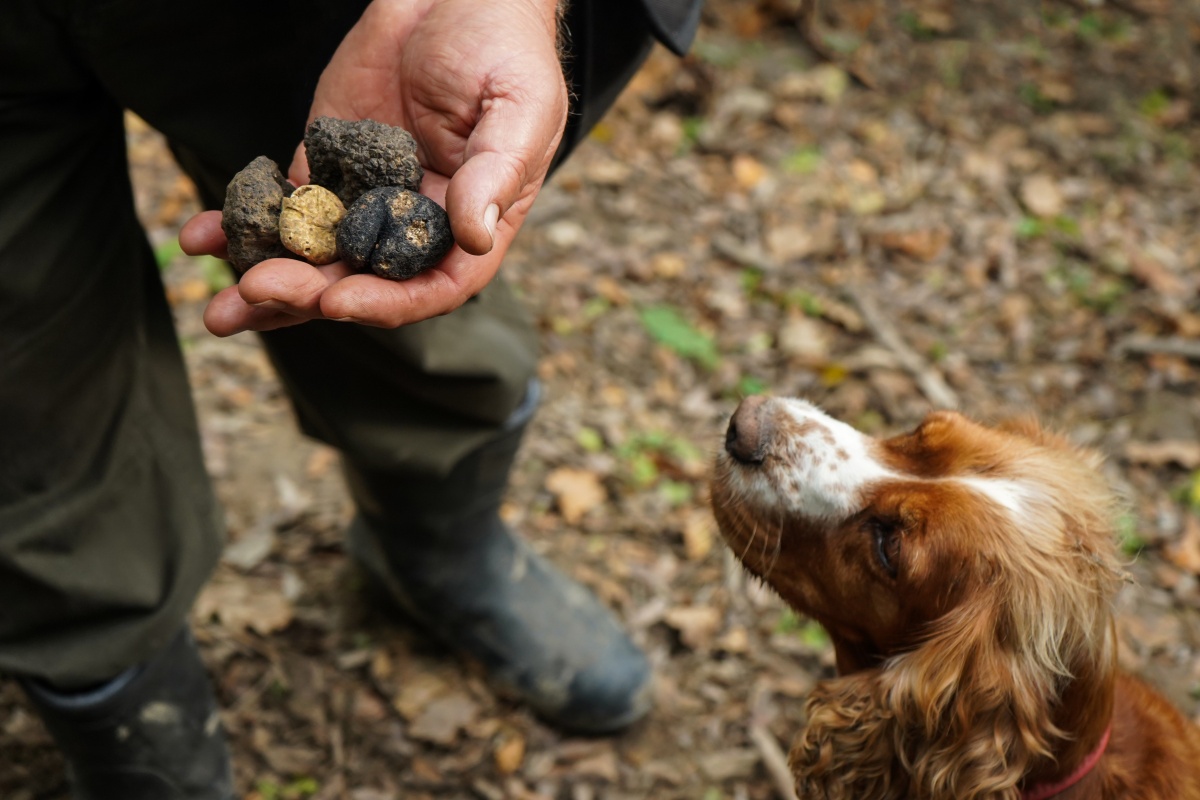 風土之味．松露、葡萄與海風